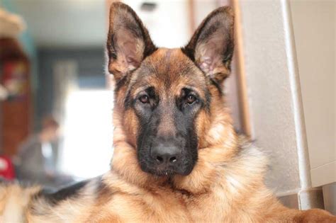 5 Best German Shepherd Breeders in Texas - DogBlend