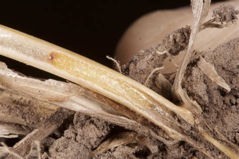 Wheat Stem Sawfly in 2020 | CropWatch | University of Nebraska–Lincoln