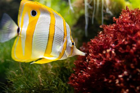 18 Saltwater Aquarium Fish for Beginners | TheGearHunt