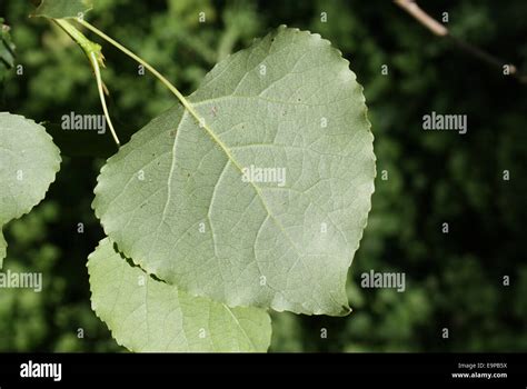 Hybrid poplar tree hi-res stock photography and images - Alamy