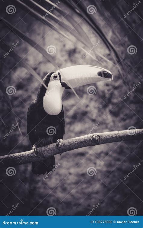 Toucan Sat on a Rope in Its Cage Stock Photo - Image of cage, bird: 108275000