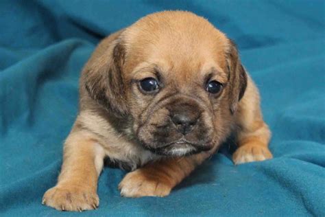 Available Puggle Puppies for sale - PuggleBaby.com