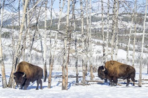 Wandering Wood Bison - Yukon Wildlife Preserve