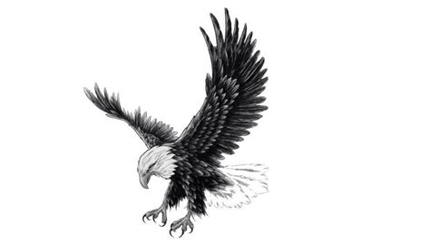 Hawk Tattoo - Meaning, Symbolism, Designs, and Ideas