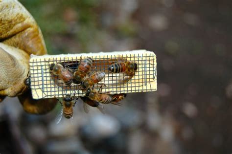 Queen Rearing 101: How to Raise Your Own Queen Bees