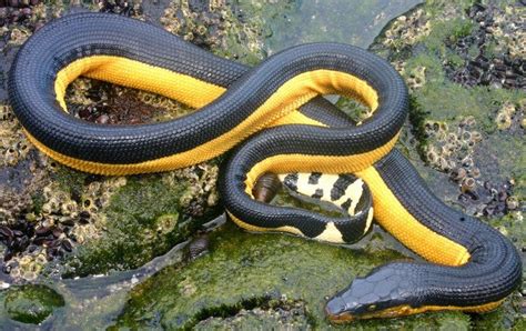 Yellow Bellied Sea Snake | Sea snake, Snake, Reptiles and amphibians