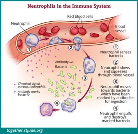 Absolute Neutrophil Count (ANC) and Neutropenia - Together