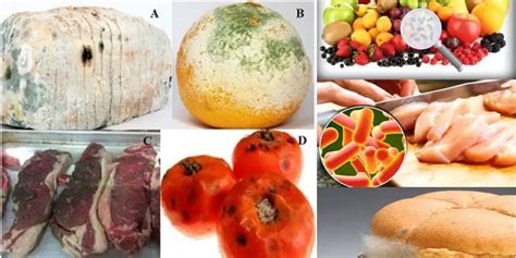 Microbial Food Spoilage Causes, Classification, Process, Factors - Biology Notes Online