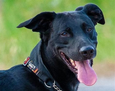 Greyhound Labrador Mix: The Greyador