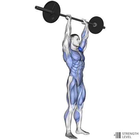 Clean and Press Standards for Men and Women (lb) - Strength Level