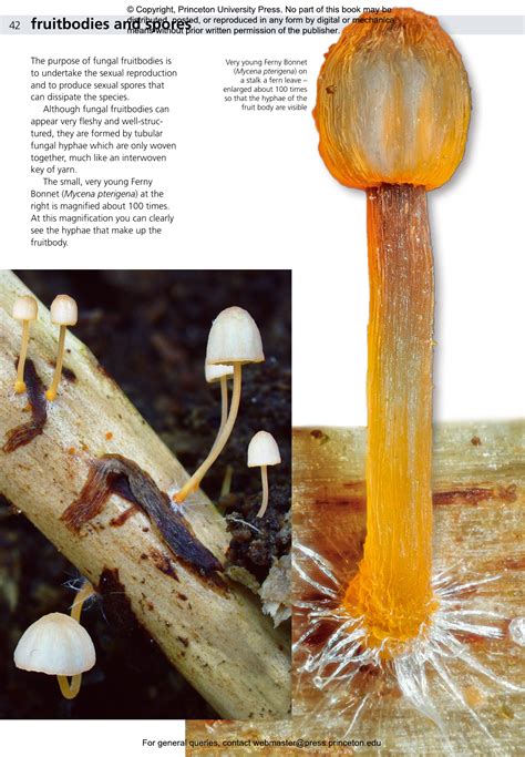 Edible Fungi of Britain and Northern Europe | Princeton University Press