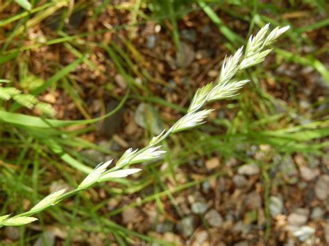 Grasses at Gunnersbury Triangle | ObsessedByNature