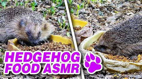 Wild hedgehogs eat hedgehog food - hedgehog eating sounds ASMR - YouTube