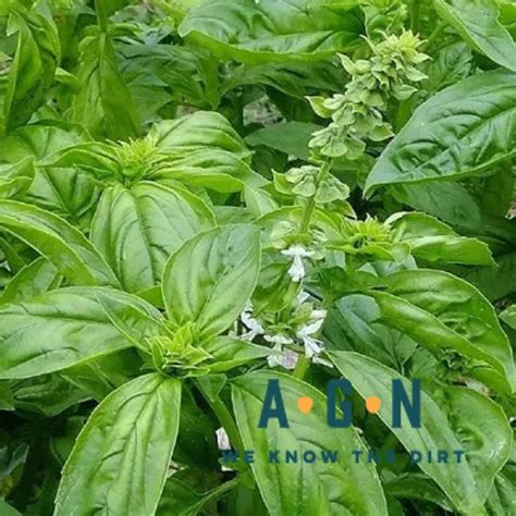 Genovese Basil Plant | America's Gardens Nursery