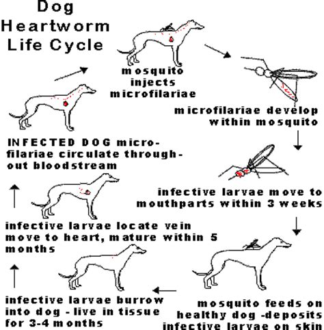 Do Dogs Survive Heartworm Treatment