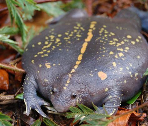 Sapo borracho (Rhinophrynus dorsalis), anfibio de via subterránea y nocturna de las selvas ...