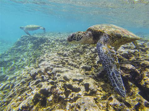 What You Need To Know About Snorkeling At Sharks Cove On Oahu