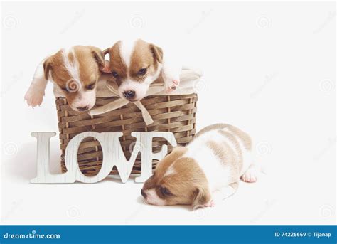 Cute Puppies in a Basket Isolated on White Stock Image - Image of ...