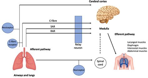 Frontiers | Cough in Idiopathic Pulmonary Fibrosis