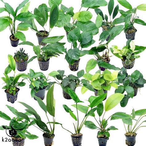 30 species of Anubias. Not just a beginners plant if you're creative ...