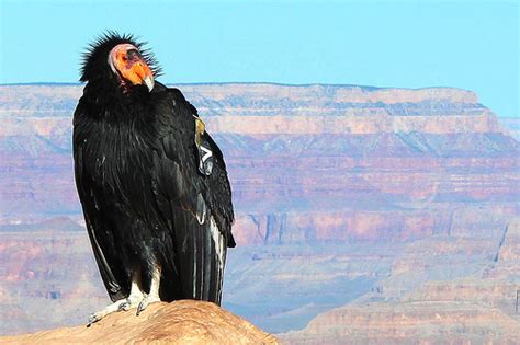 California Condor - Ten Random Facts