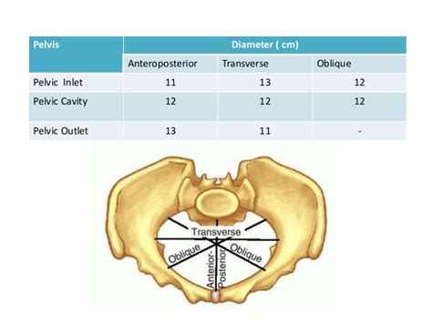 Pelvic Dimensions : Mnemonics | Epomedicine