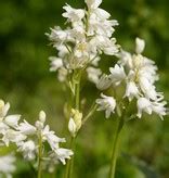 Buy Hyacinthoides hispanica white (Spanish bluebell) - De Warande - Strongbulbs.com