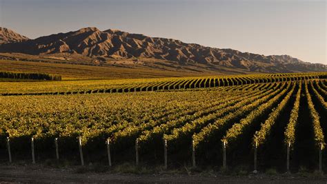 Argentina’s White Wines Are Having a Renaissance | SevenFifty Daily