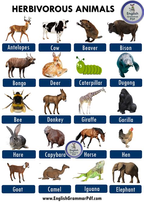 40 Herbivorous Animals Name List PDF - English Grammar Pdf