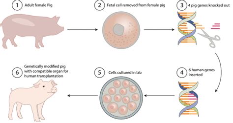 Cureus | Evolution of Xenotransplantation as an Alternative to Shortage ...