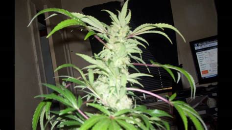 marijuana bud harvest - YouTube