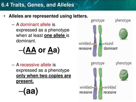 Unraveling the Mysteries of Human Genetic Traits: In-Depth Lab Answers ...