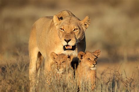 Brown Lioness and two cubs on green grass HD wallpaper | Wallpaper Flare