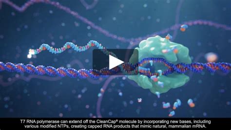 mRNA Capping | TriLink BioTechnologies