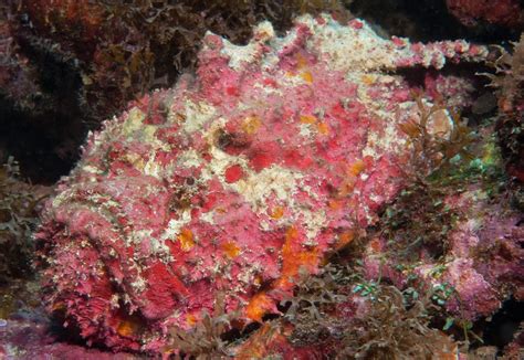 Reef Stonefish - The Australian Museum