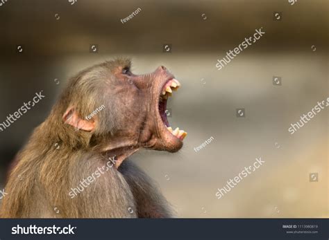 Baboon Showing Teeth Images: Browse 115 Stock Photos & Vectors Free Download with Trial ...