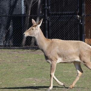 Thorold's deer - Facts, Diet, Habitat & Pictures on Animalia.bio