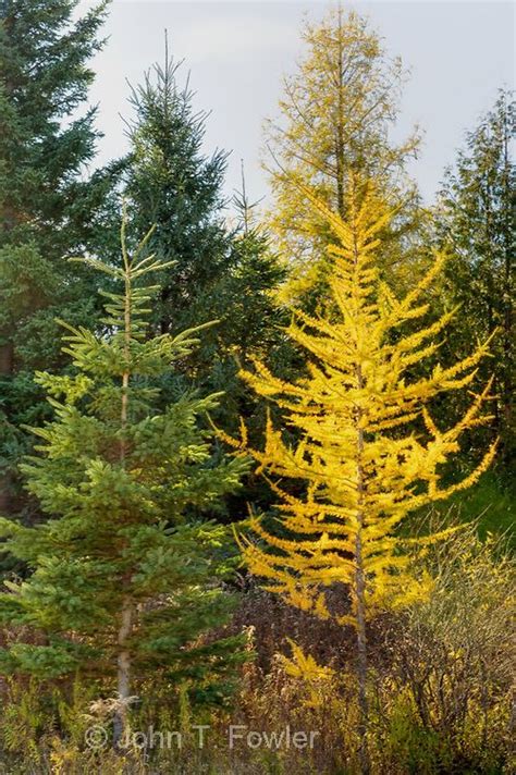 Tamarack Tree - Database Plants