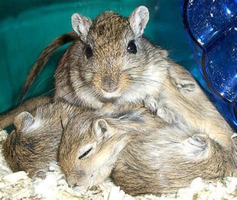 Baby Gerbils, the Baby Rodents You Might Like | Baby Animal Zoo