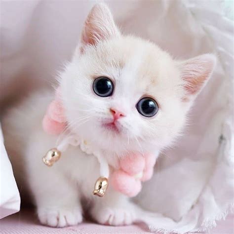 So Adorable 😻 💓 | Cute cats photos, Baby cats, Kittens cutest