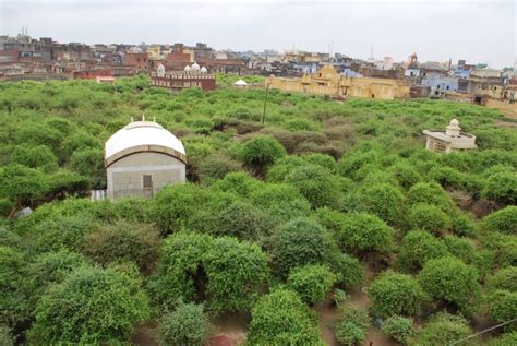 Nidhivan Temple in Vrindavan Uttar Pradesh India-Ras Leela Place of Radhe Krishna