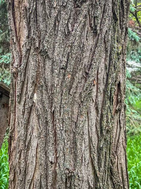 Black Locust Tree Identification