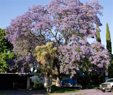 Jacaranda tree in bloom, Mountain View, California, USA | Trees to ...