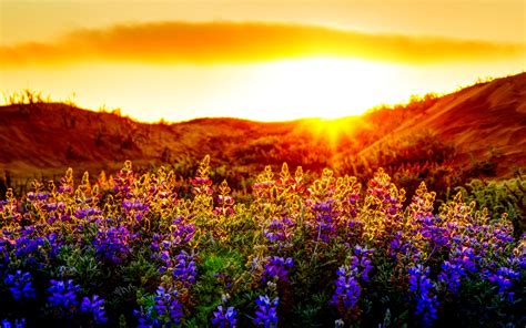 Nature Flowers Sunset wallpaper | 1920x1200 | #23311