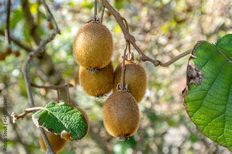 Kiwi picking season. Kiwi on a kiwi tree plantation with with huge ...