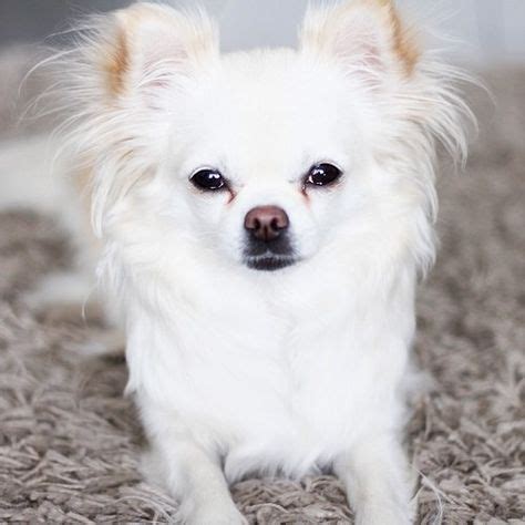 white chihuahua #dogs #animal #chihuahua | Cute chihuahua, Cute dogs ...