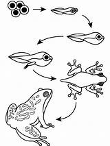 The Frog Life Cycle coloring Page  Download Print Or Color Online For sketch template