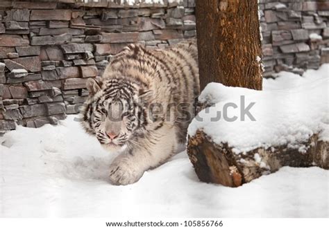 Young White Tiger Hunting On Snow Stock Photo 105856766 | Shutterstock