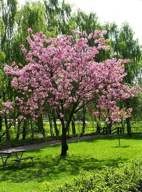 Prunus serrula, glanskörsbär | Garden | Pinterest