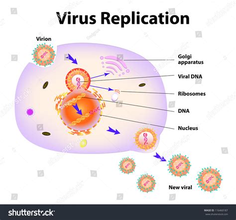 93 Virus Replication Cycle Images, Stock Photos, 3D objects, & Vectors ...